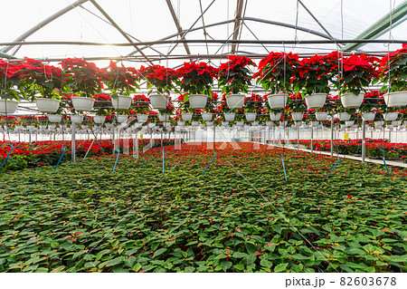 Poinsettia Cristmas flower. Greenhouse filled with Red holiday flowers plant in pots standing in rows and hanging. 82603678