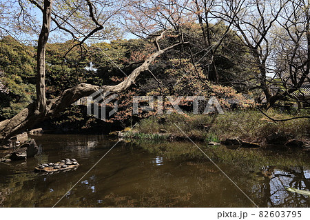 東京都北区の北区立名主の滝公園の風景 東京都北区の北区立名主の滝公園の風景 82603795