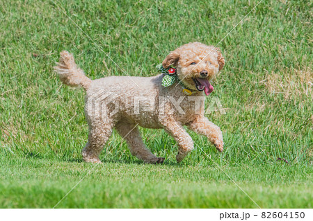 ドッグランではしゃぐ犬の写真素材