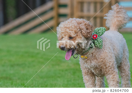 元気な犬 元気な犬 82604700