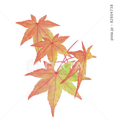 もみじの枝葉 82604738