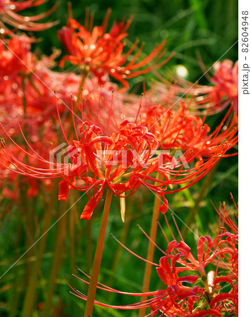 Lycoris radiata Herb 82604948