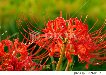 Lycoris radiata Herb Lycoris radiata Herb 82604949