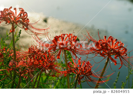 Lycoris radiata Herb Lycoris radiata Herb 82604955