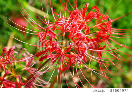 Lycoris radiata Herb 82604974