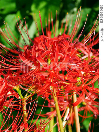 Lycoris radiata Herb Lycoris radiata Herb 82604989