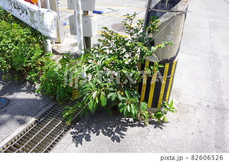 沖縄にある街の電柱と植物 82606526