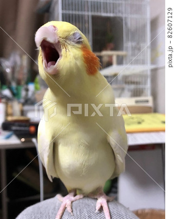 オカメインコのあくび 82607129