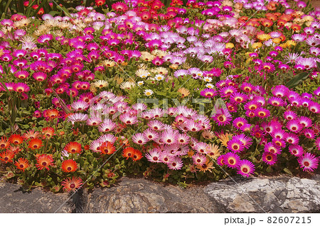 リビングストンデージー 82607215