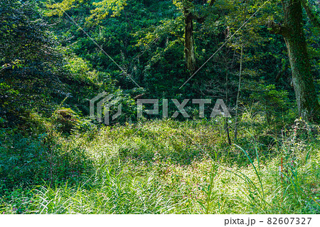 秋の多摩森林科学園 湿地帯のツリフネソウとミゾソバの白い花 秋の多摩森林科学園 湿地帯のツリフネソウとミゾソバの白い花 82607327
