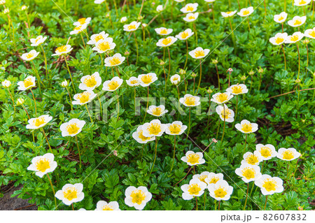 《富山県　黒部立山》咲き誇るチングルマ 82607832