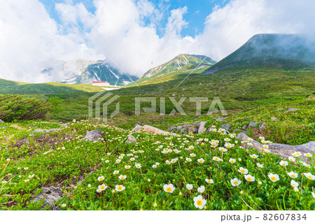 《富山県　黒部立山》天狗平から望む立山連峰 82607834