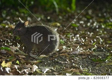 アマミノクロウサギ (コピースペース) 82608377