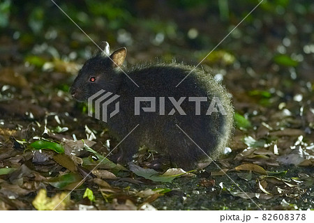 アマミノクロウサギ 82608378