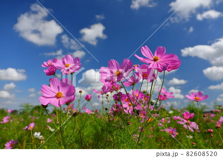 埼玉県川越市　伊佐沼東岸花畑　青空の下のコスモス 82608520