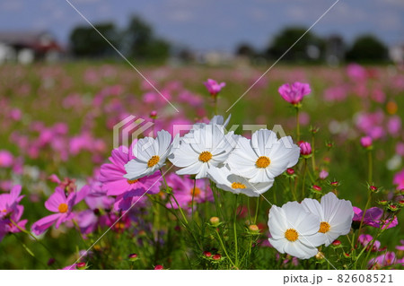 埼玉県川越市　伊佐沼東岸花畑　青空の下のコスモス 82608521