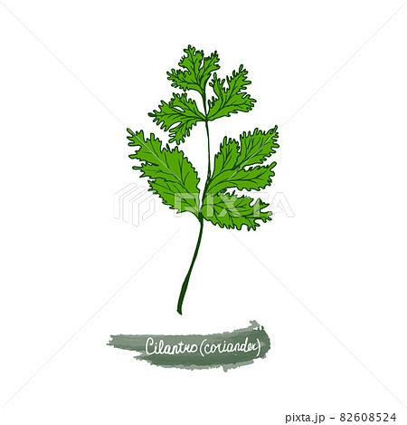 Spicy herbs are grown in the garden. Coriander. Vector illustration is drawn by hand. Doodle style. 82608524
