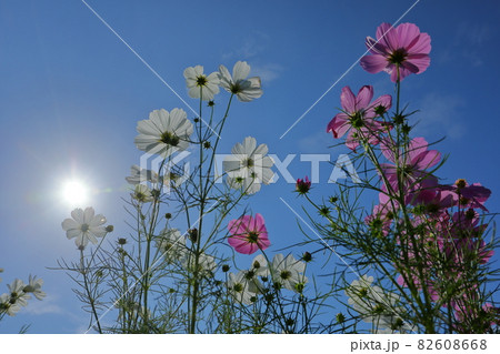 埼玉県川越市　伊佐沼東岸花畑　逆光の青空の下のコスモス 82608668