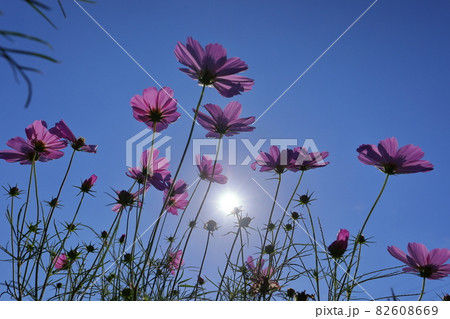 埼玉県川越市　伊佐沼東岸花畑　逆光の青空の下のコスモス 82608669