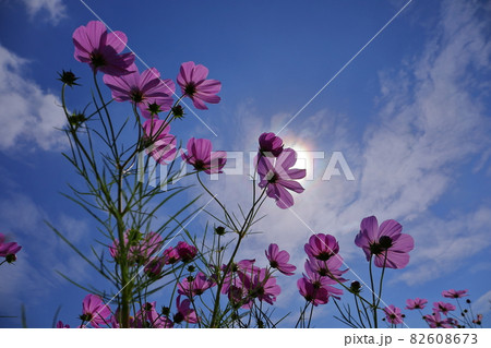 埼玉県川越市 伊佐沼東岸花畑 逆光の青空の下のコスモス 埼玉県川越市 伊佐沼東岸花畑 逆光の青空の下のコスモス 82608673