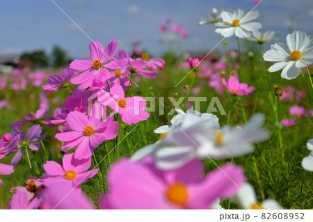 埼玉県川越市 伊佐沼東岸花畑 青空の下のコスモス 埼玉県川越市 伊佐沼東岸花畑 青空の下のコスモス 82608952