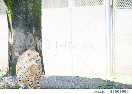 チーター 82608996