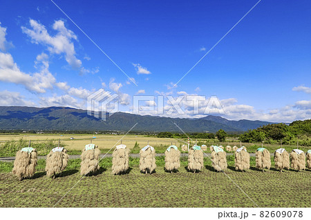 稲のはざかけ 白鷹町 田園風景 稲のはざかけ 白鷹町 田園風景 82609078