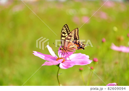 埼玉県川越市　伊佐沼東岸花畑　コスモス畑のアゲハ蝶 82609094