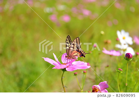 埼玉県川越市　伊佐沼東岸花畑　コスモス畑のアゲハ蝶 82609095