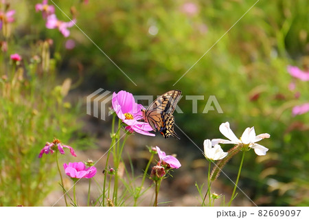 埼玉県川越市　伊佐沼東岸花畑　コスモス畑のアゲハ蝶 82609097