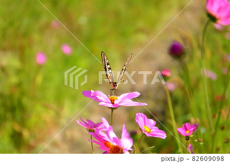 埼玉県川越市　伊佐沼東岸花畑　コスモス畑のアゲハ蝶 82609098