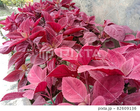 green colored beautiful leaf on tree in garden 82609136