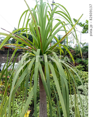 green colored beautiful leaf on tree in garden 82609137