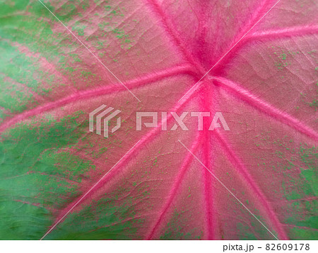 green colored beautiful leaf on tree in garden 82609178