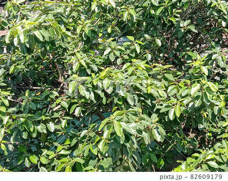 green colored beautiful leaf on tree in garden green colored beautiful leaf on tree in garden 82609179