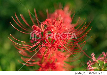 彼岸花 高島市桂浜園地 82609742