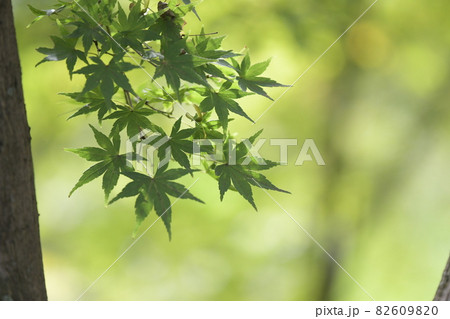 青紅葉 82609820