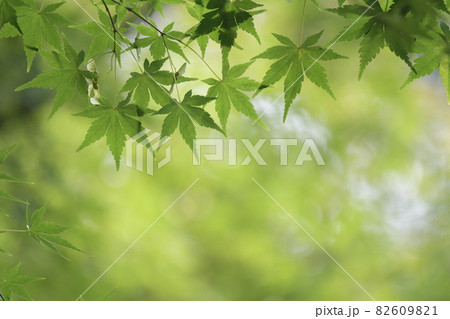 青紅葉 青紅葉 82609821