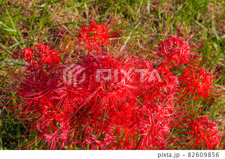 彼岸花 高島市桂浜園地 82609856