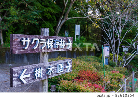 サクラ保存林施設 多摩森林科学園 サクラ保存林施設 多摩森林科学園 82610354