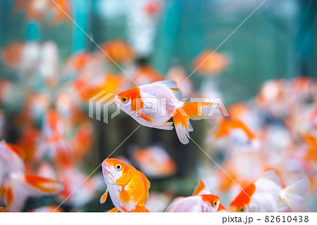 金魚 金魚 82610438