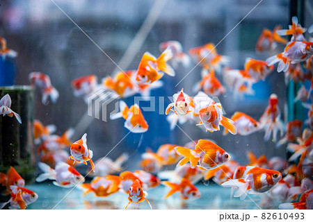 金魚 金魚 82610493