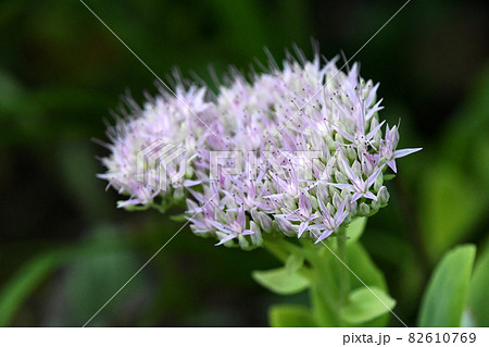 オオベンケイソウ(大弁慶草) オオベンケイソウ(大弁慶草) 82610769