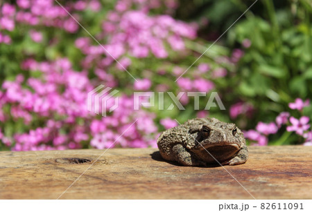 Texas Toad Anaxyrus speciosus in Flower Garden With Blurred Flowers Texas Toad Anaxyrus speciosus in Flower Garden With Blurred Flowers 82611091