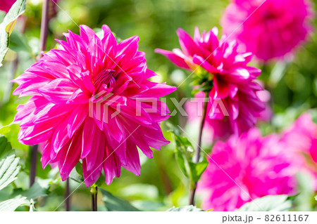 ピンク色のダリアの花のクローズアップ 82611167
