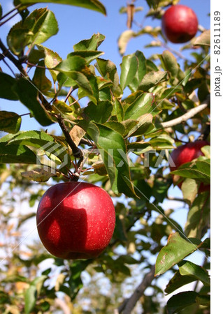 収穫時期の南信州松川町のりんご 収穫時期の南信州松川町のりんご 82611189