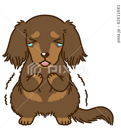 おびえるダックスフンド(チョコタン) おびえるダックスフンド(チョコタン) 82611681