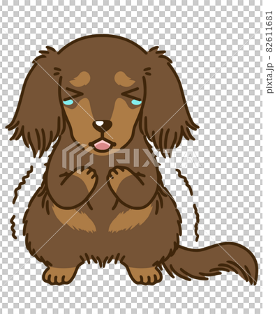 おびえるダックスフンド(チョコタン) おびえるダックスフンド(チョコタン) 82611681