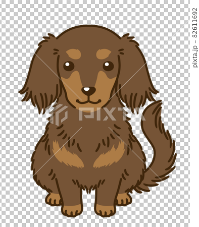 Dachshund (chocotan) Dachshund (chocotan) 82611692