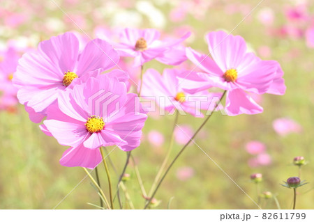 ピンクのコスモス 82611799